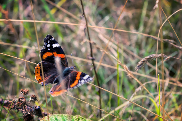 Red admiral captured while flying up close at Ouse Fen Nature Reserve 