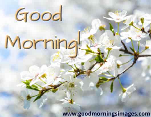 Good Morning Shayari With Flower Good Morning Shayari With Flower