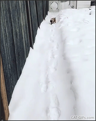 Funny Cat GIF • Clever Siamese cat following his human walking in footprints. Cute catwalk in snow Funny Cat GIF • Clever Siamese cat following his human walking in footprints. Cute catwalk in snow