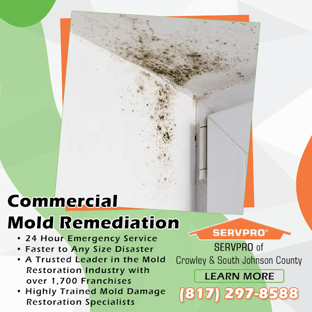 mold removal services