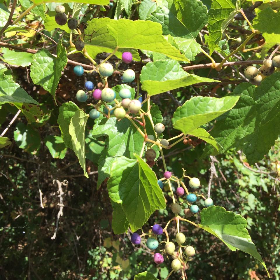 Terrierman's Daily Dose Porcelain Berry