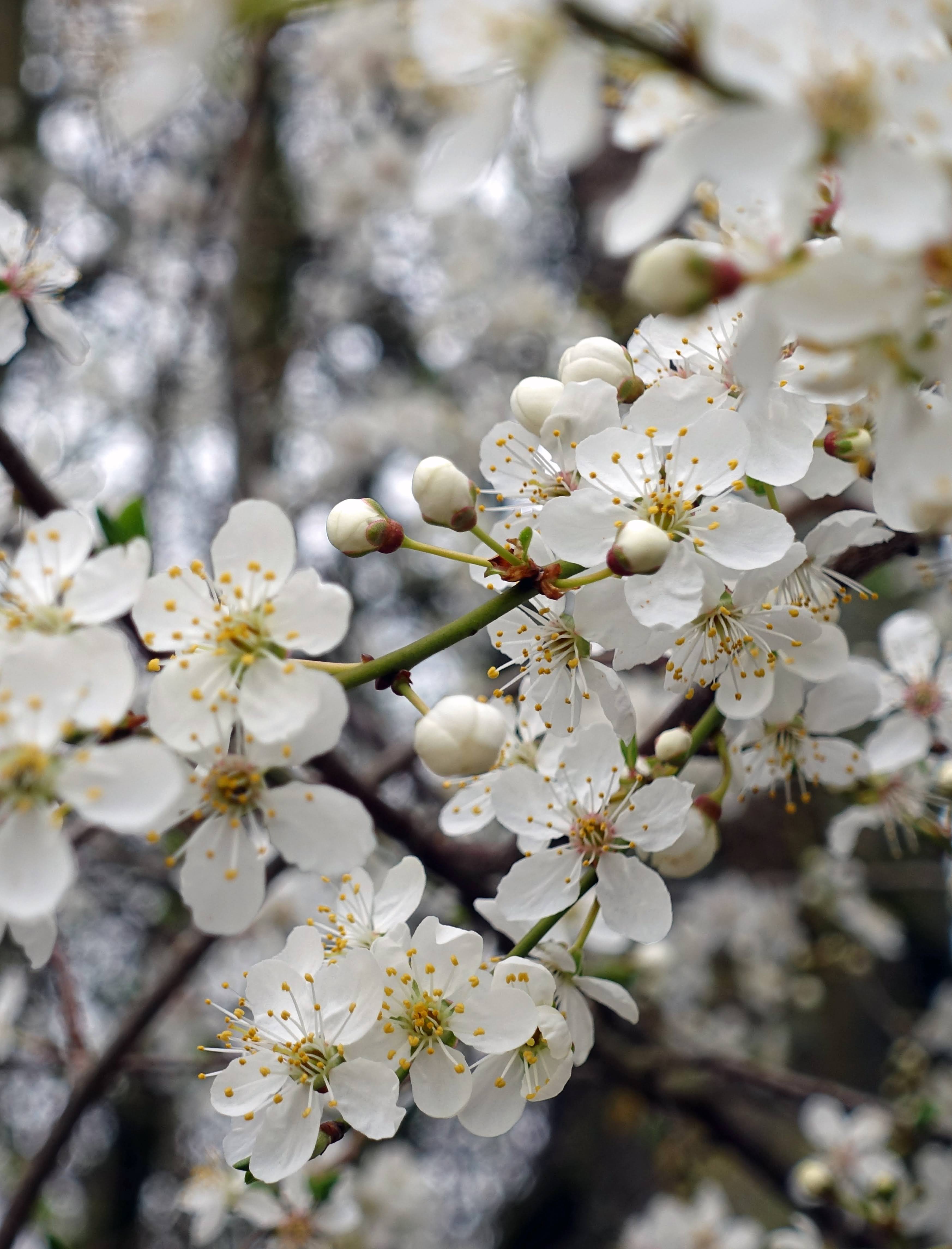 White Cherry Blossom in Close-Up | Photo by Jacqueline O'Gara via Unsplash