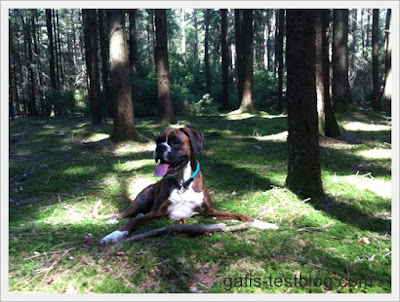 Boxer Amy macht Rast im Wald