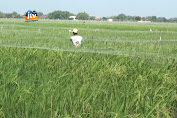 Hindari Serangan Burung Petani Pasang Jaring 