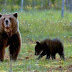 Άμεση η κινητοποίηση των  φορέων    μετά την εμφάνιση αρκούδας στην Κοζάνη
