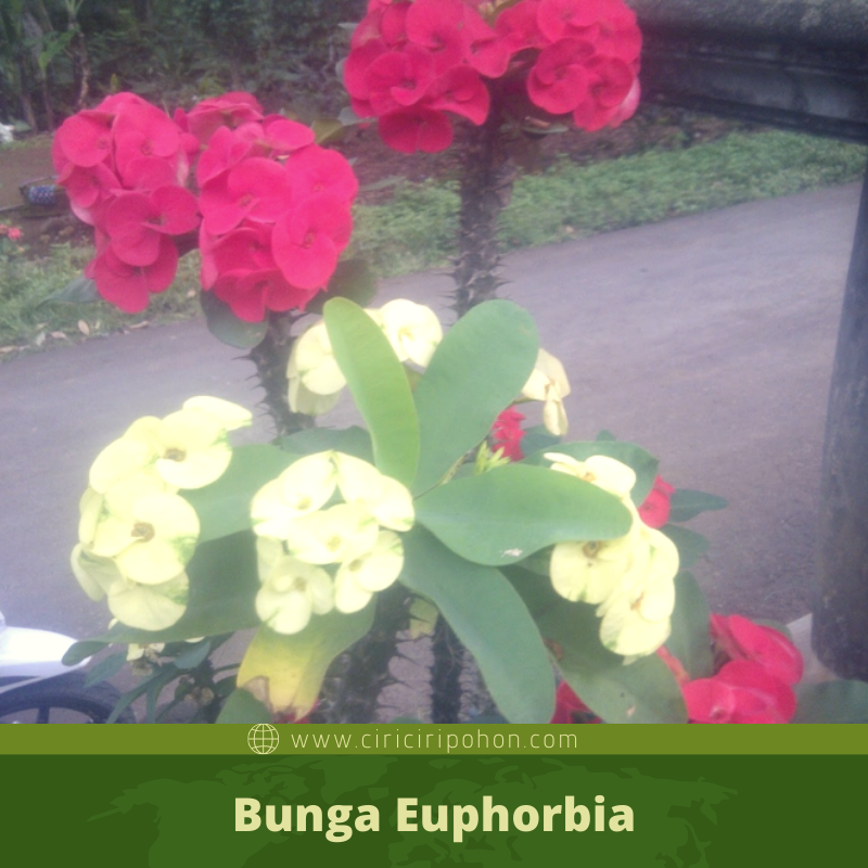 ciri ciri pohon bungan euphorbia