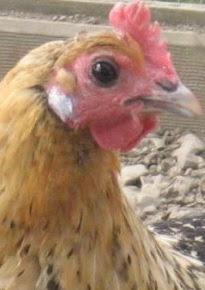 Campine Chicken Origin, Temperament, Size, Egg Production