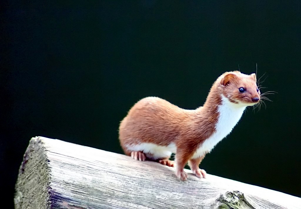 Least weasels, cane weasels, whitnicks, and dandy dogs - demystifying muste...