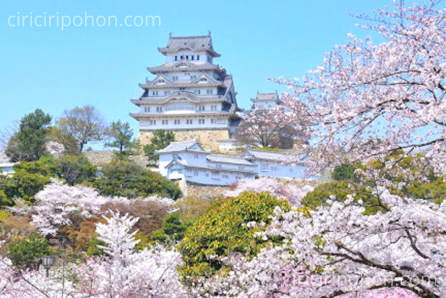 Ciri Ciri Pohon Wisata Bunga Sakura