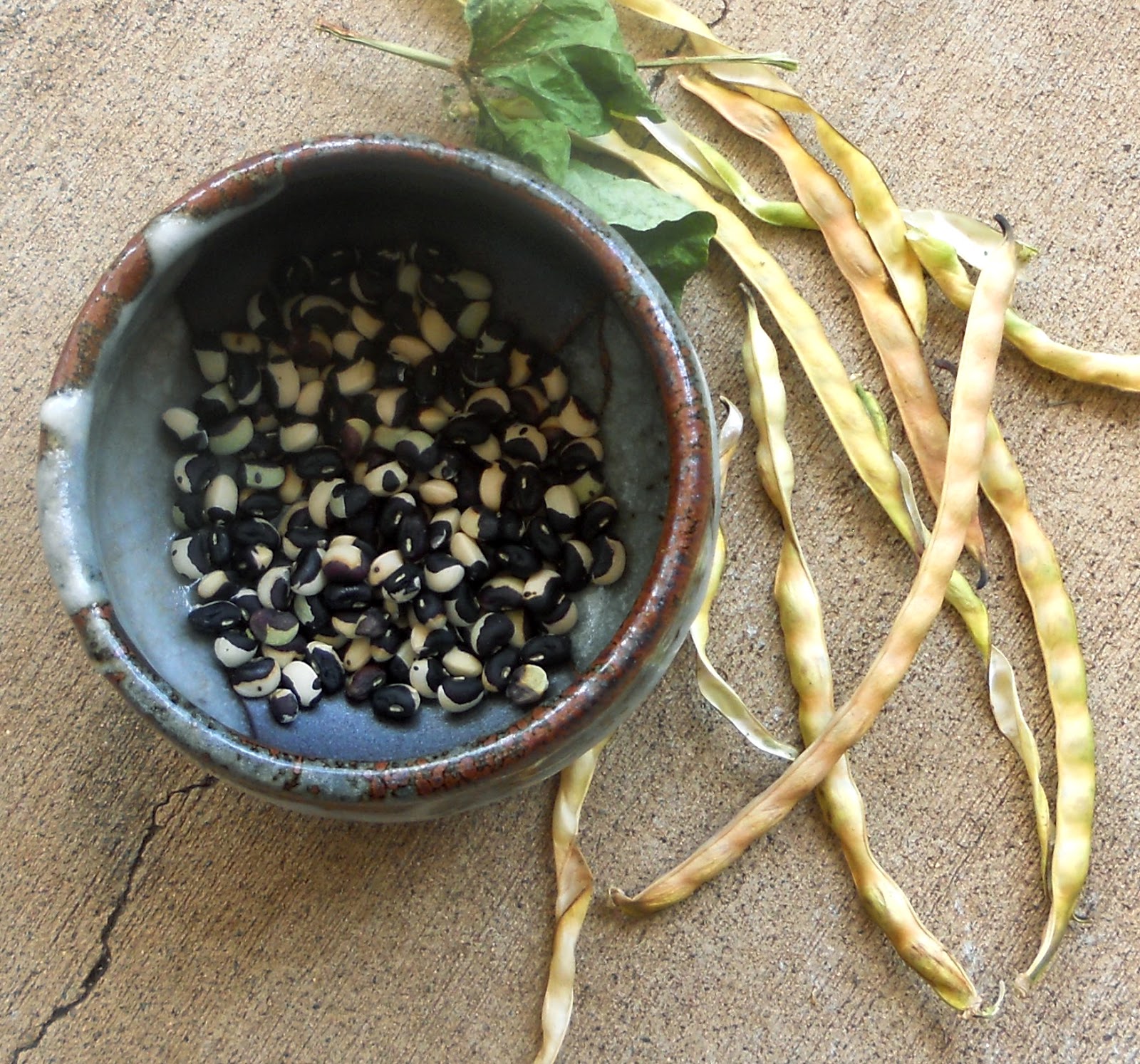 A Kitchen Garden in Kihei Maui Growing High & Low Desert Heirloom Beans