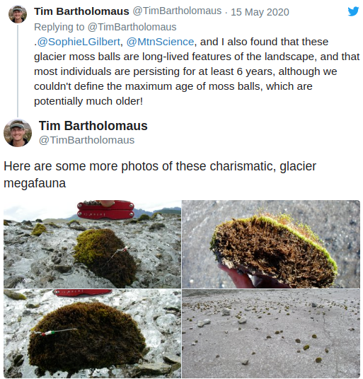 The birth of Modern Man These Cute Fuzzy Green Moss 'Mice' Are Herding