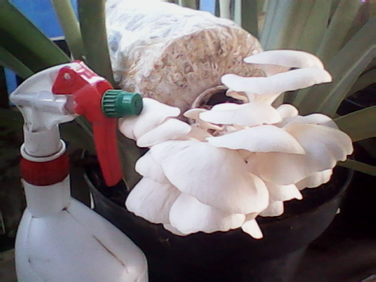 KANDUNGAN GIZI DAN ANEKA RESEP MASAKAN JAMUR TIRAM PUTIH.....!!!