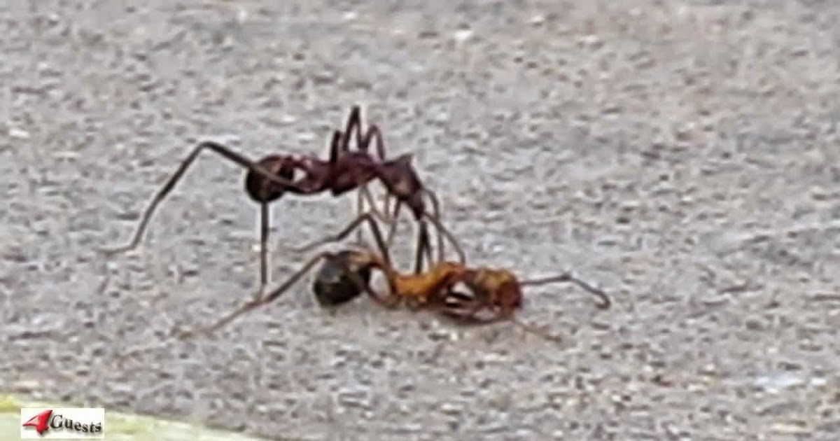 One Lucky Soul Why Ants Carry Their Dead and Other Fascinating Facts