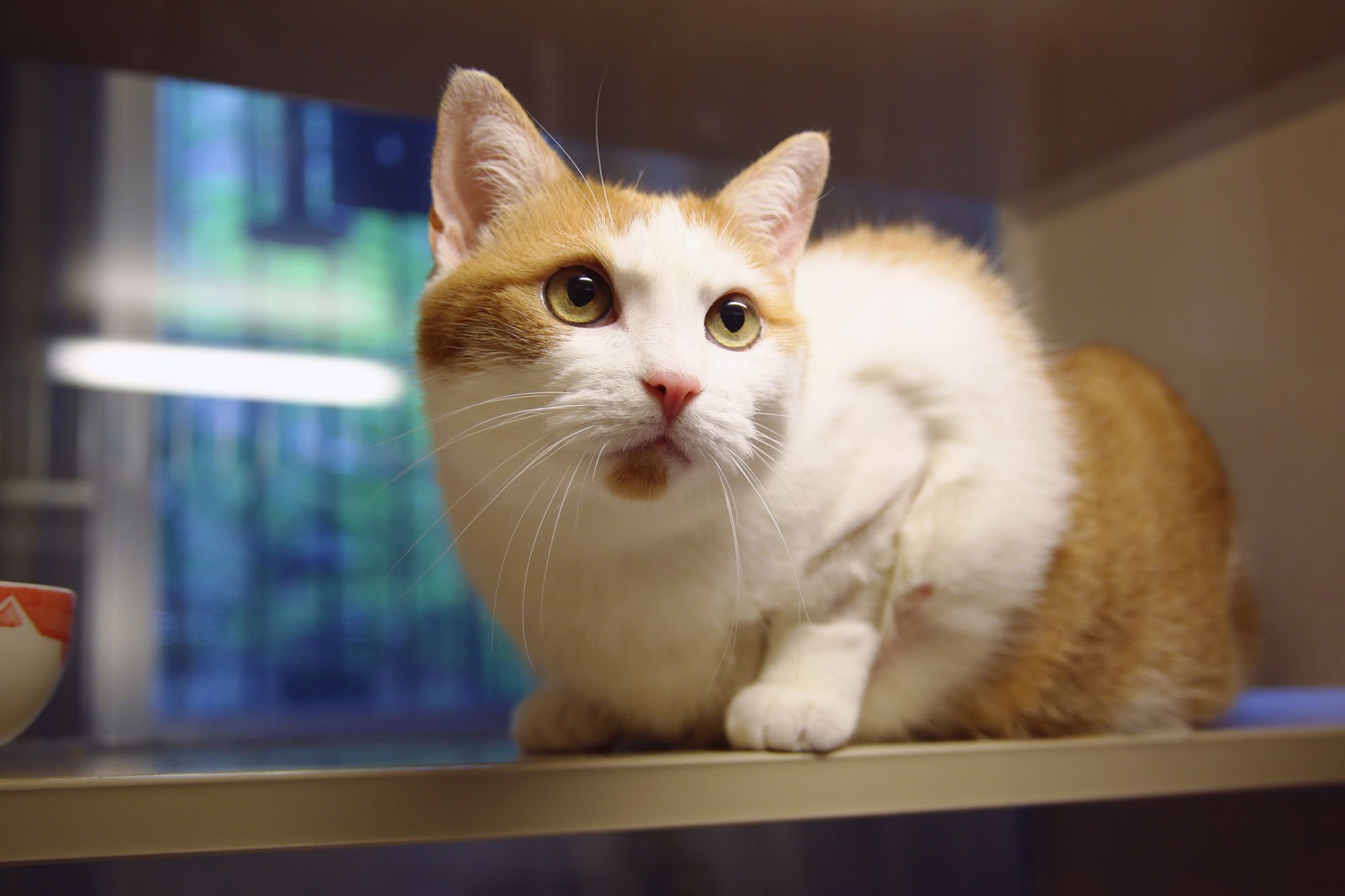 Insights into Veterinary Endocrinology Hypothyroidism in Cats—How is