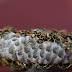 Como são feitos os ninhos das vespas-do-papel?