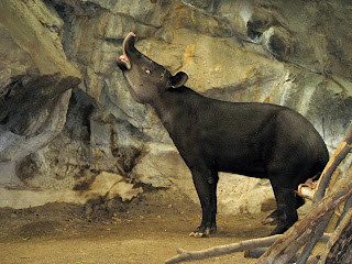 Bir hayvanat bahçesindeki Baird tapiri, Flehmen tepkisi verirken