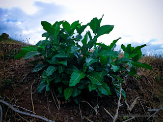 Fresh Green Leaves Of Wild Plant In The Farm Fields In The Dry Season North Bali Indonesia