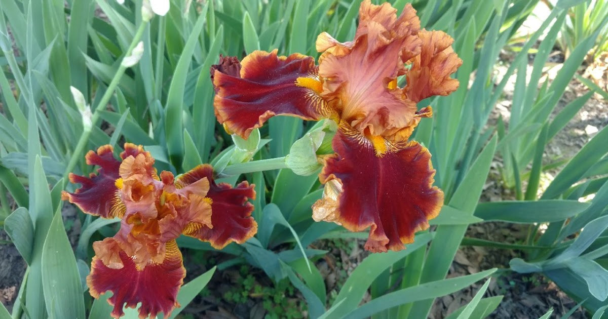 Big iris sale this weekend
