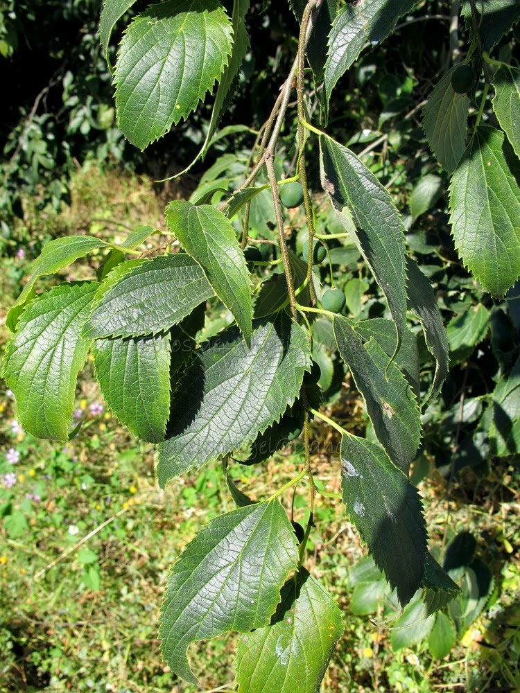 Flora medicinal, alimenticia y artesanal de la Ribera Navarra Celtis australis Almez