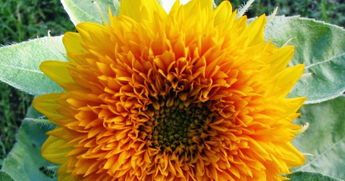 Macam dan Jenis Bunga Matahari | Manfaat di dalam ...