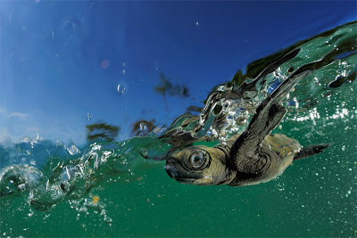 Stop Sea Turtle Farming