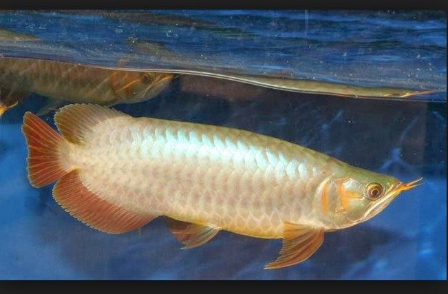 Perbedaan Ikan Arwana Super Red, Banjar Red, dan Golden Red Perbedaan Ikan Arwana Super Red, Banjar Red, dan Golden Red