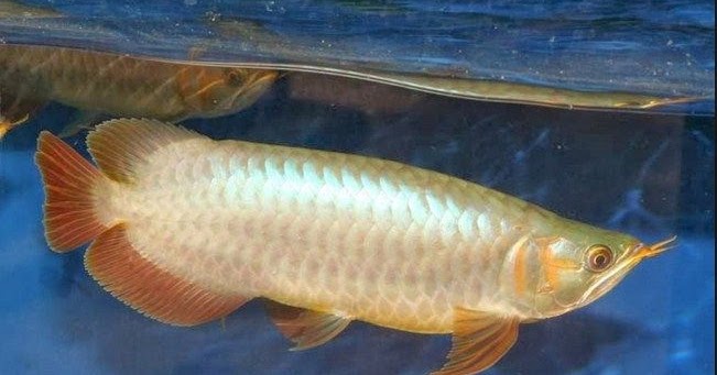 Perbedaan Ikan Arwana Super Red Banjar Red Dan Golden Red