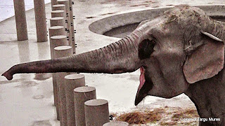 Elefant - Zoo Targu Mures