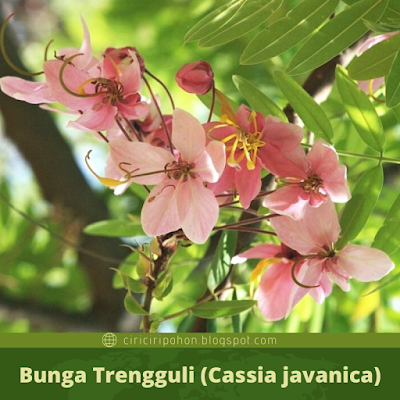 Ciri Ciri Bunga Trengguli (Cassia javanica)