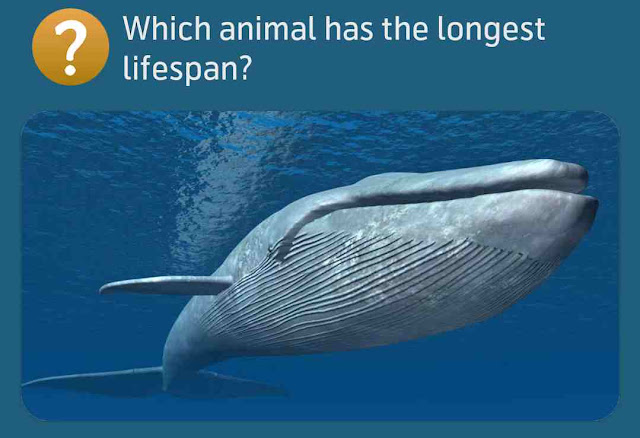 Which animal has the longest lifespan?
