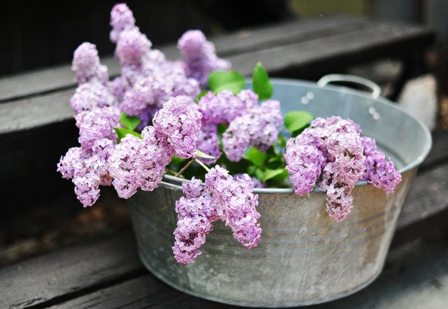Lilacs Taking Over Our House | Flowers as Decor | ...love Maegan