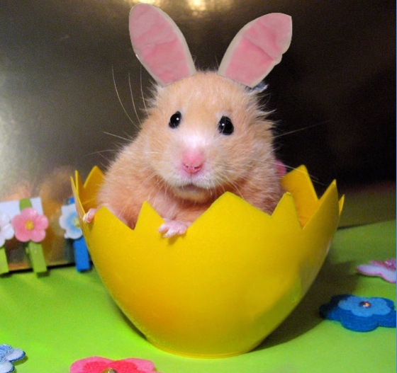  Hamster - bunny