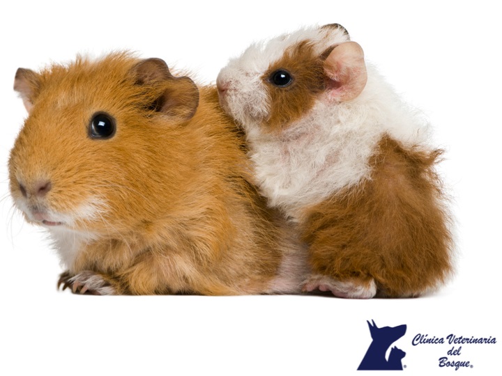 TIPS PARA MASCOTAS ¿Cuánto vive un cuyo? CLÍNICA VETERINARIA DEL BOSQUE TIPS PARA MASCOTAS ¿Cuánto vive un cuyo? CLÍNICA VETERINARIA DEL BOSQUE