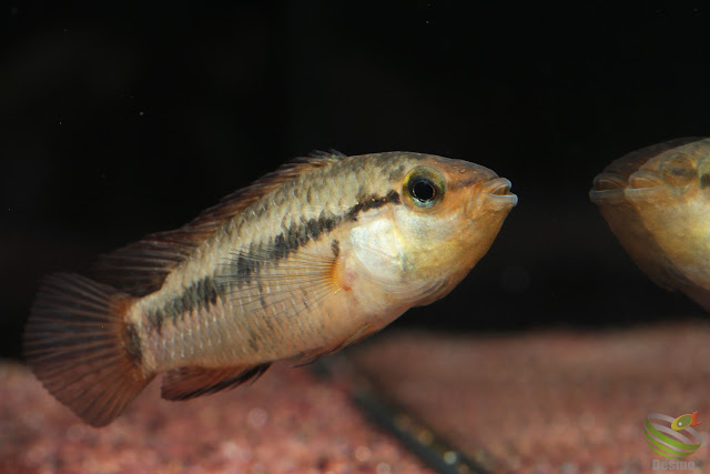 Apistogramma eleutheria / Rio Treze de Maio