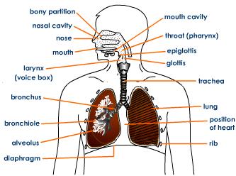 The Respiratory System: What is the Respiratory System?
