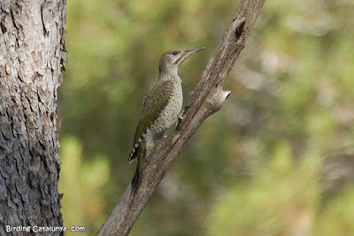 Picot verd (Picus viridis)