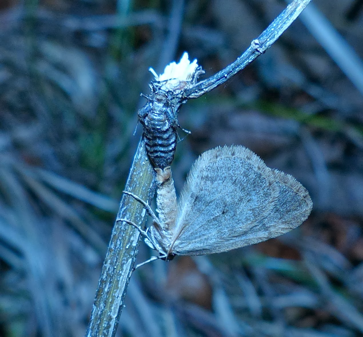 Andrew Cockroft, Birds , Moths and Butterflies Winter Moths....