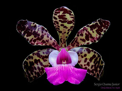 Orquídea Cattleya aclandiae
