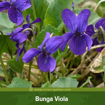 ciri ciri pohon bunga viola