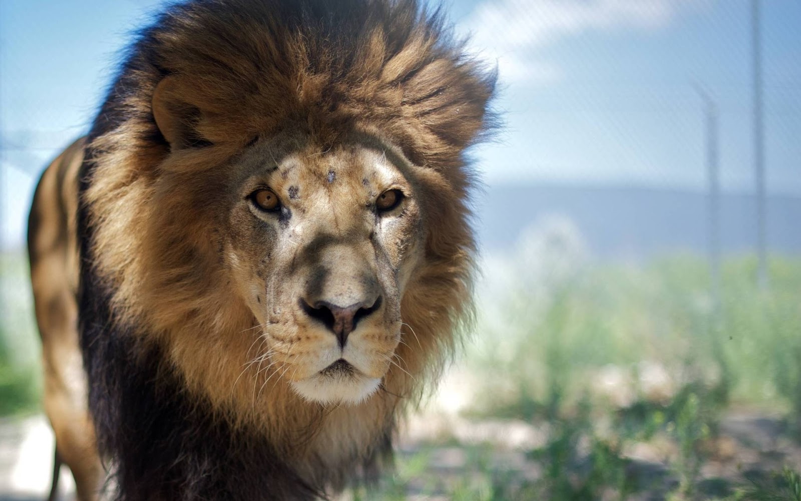 Fond d'écran lion blanc Fonds d'écran HD