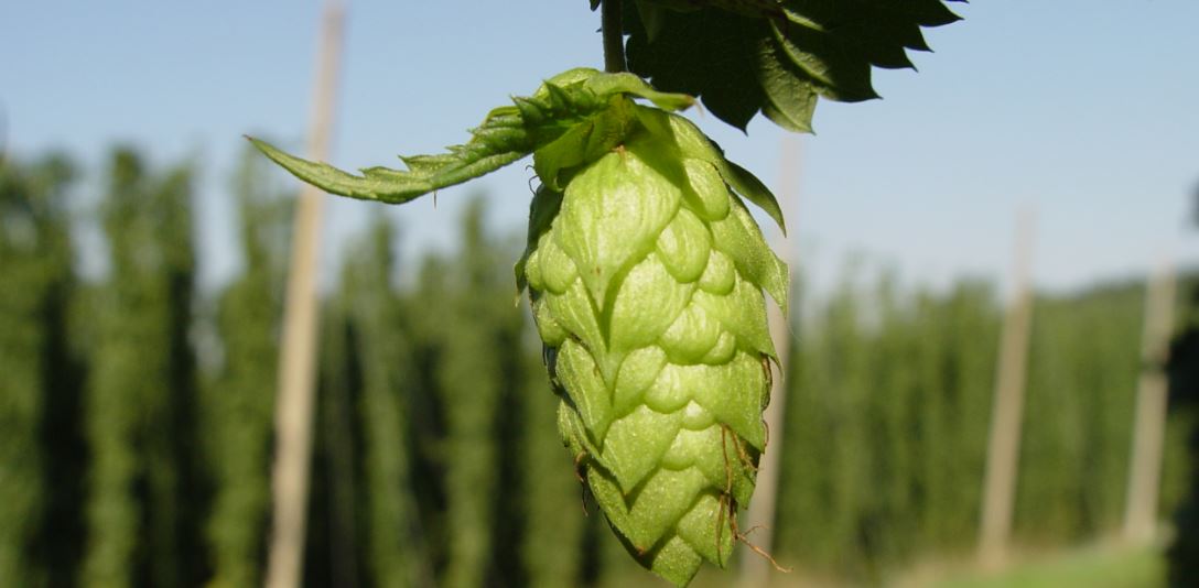 The 3 best ways to add hops to your beer How to Home Brew Beer