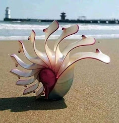 Nautilus Rosa