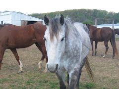 Joe, happily owned by Whitney Reese