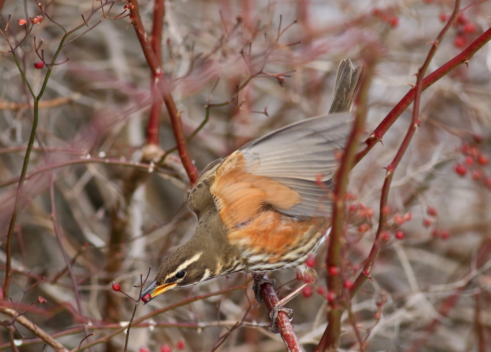 Pioneer Birding ME a REDWING in Portland!