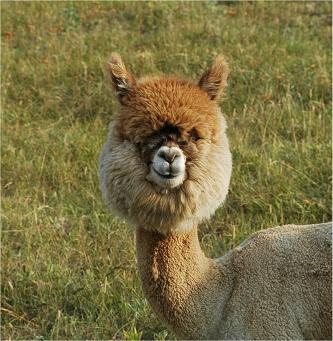 What is the difference between a llama and an alpaca