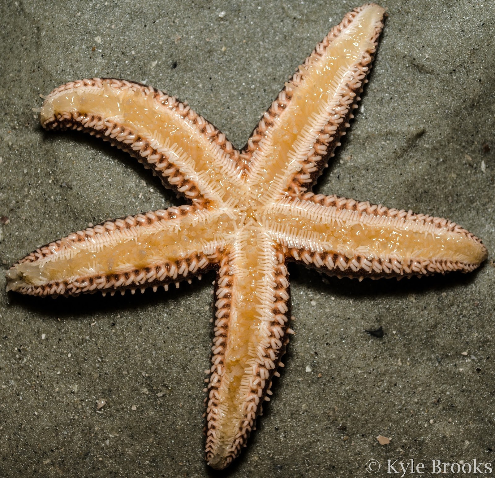 On the Subject of Nature Exploring Low Tide