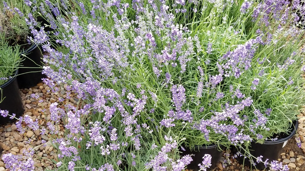 The Flower Bin Growing Hardy Lavender in Colorado