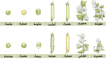 تختلف الصفة السائدة عن الصفة المتنحية بأنها