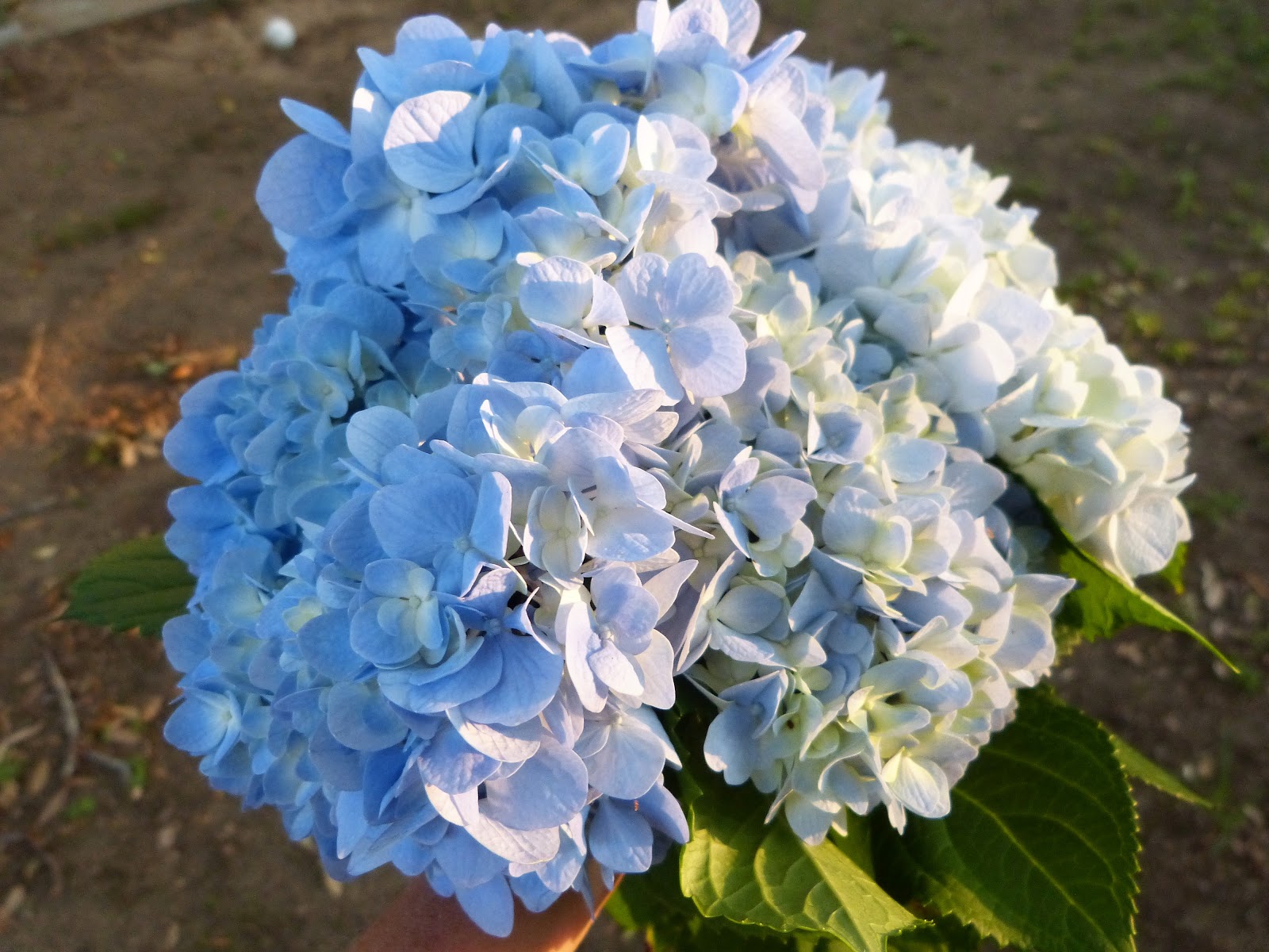 Giant Hydrangea Hortensia Pictures