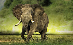 elephant wallpapers african backgrounds elephants tag